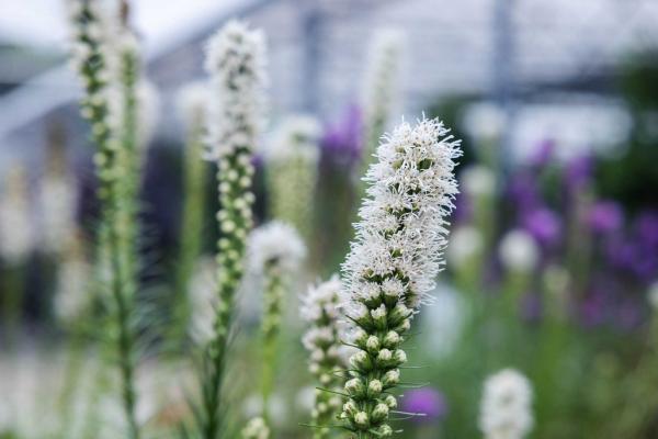 Blazing Star 'Floristan White2 Gallon