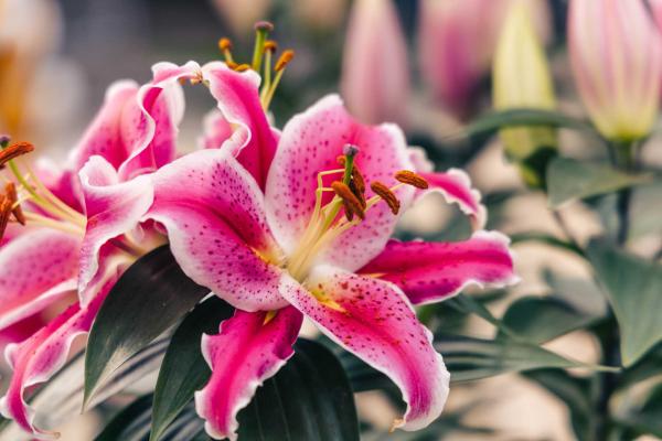 Oriental Lily Looks 'After Eight' 2 Gallon
