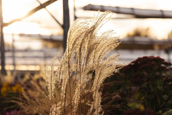 Maiden Grass 'Purparescens' 2 Gallon