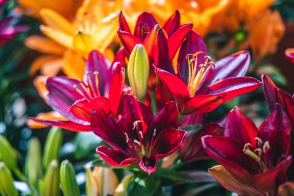 Asiatic Lily Looks Looks 'Tiny Rocket' 2 Gallon