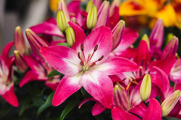 Asiatic Lily Looks 'Tiny Diamond' 2 Gallon