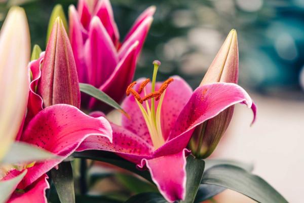 Oriental Lily Looks 'Sunny Keys' 2 Gallon