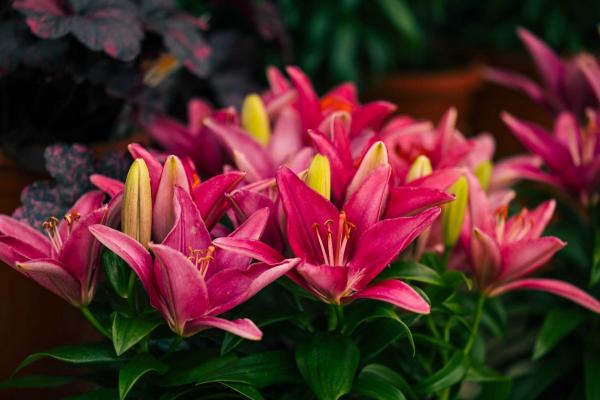 Asiatic Lily Looks 'Tiny Pearl' 2 Gallon