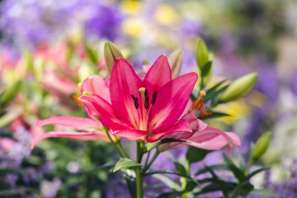 Asiatic Lily Looks 'Summer Sky' 2 Gallon