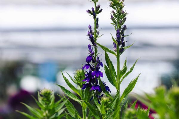 Cardinal Flower 'Starship Blue' 2 Gallon