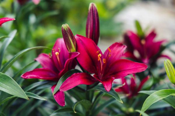 Asiatic Lily Looks 'Tiny Ghost' 2 Gallon