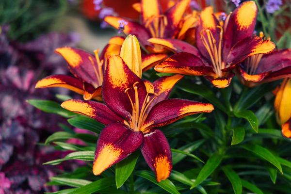 Asiatic Lily Looks 'Tiny Lion' 2 Gallon
