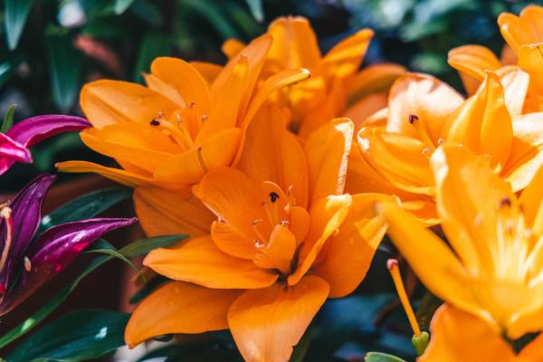 Asiatic Lily Looks 'Double Dutch' 2 Gallon