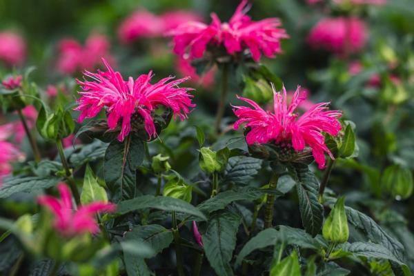 Bee Balm Upscale&trade; Red Velvet 1 Gallon