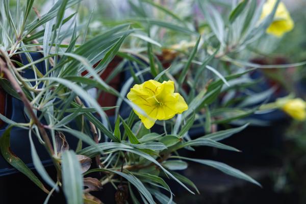 Missouri Evening Primrose 'Evening Sun' 1 Gallon