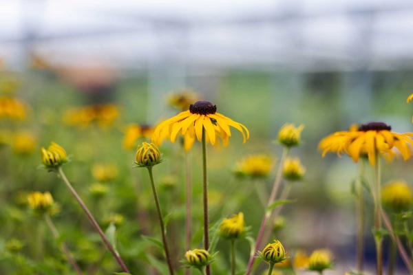 Black-Eyed Susan 'Goldblitz' 2 Gallon