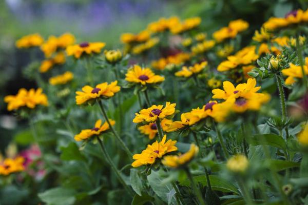 Black-Eyed Susan Dakota&trade; 'Double Gold' 2 Gallon