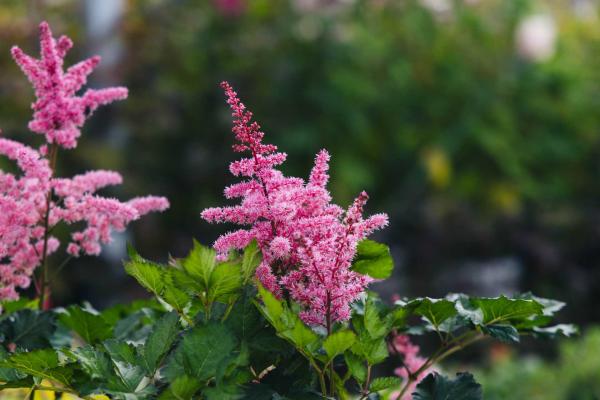 Astilbe 'Razzle Dazzle' 2 Gallon