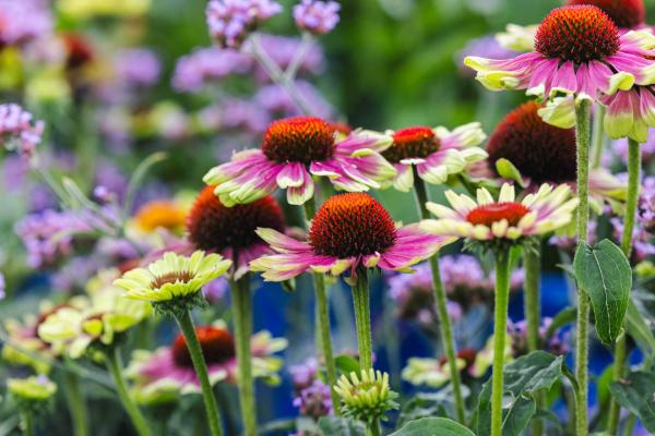 Coneflower Prairie Blaze&trade; Vintage Lime 2 Gallon