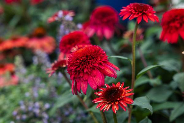Coneflower Double Scoop&trade; Strawberry Deluxe 2 Gallon