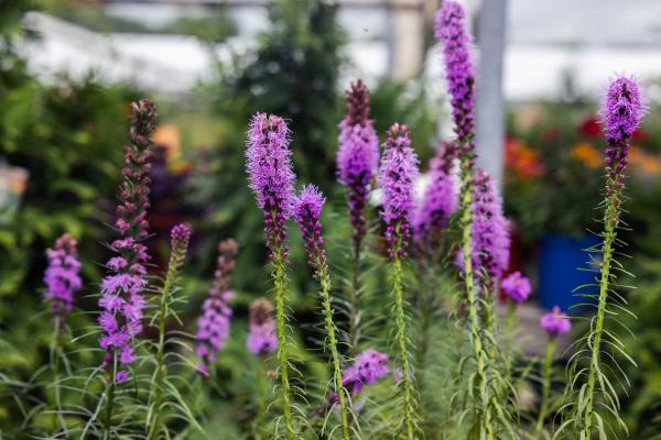 Blazing Star 1 Gallon