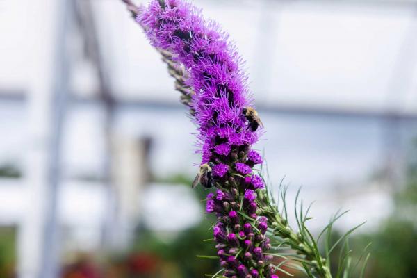 Blazing Star 2 Gallon
