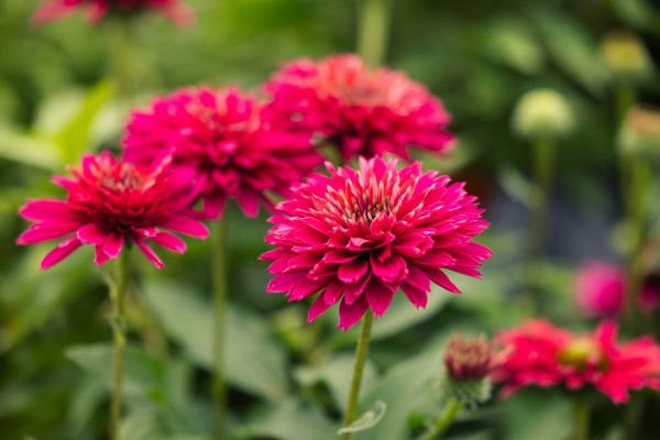 Coneflower SunSeekers&reg; Sweet Fuchsia 1 Gallon