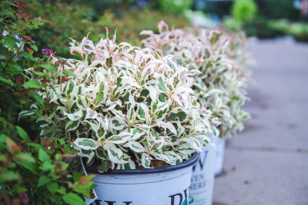 Weigela My Monet&reg; 7 Gallon