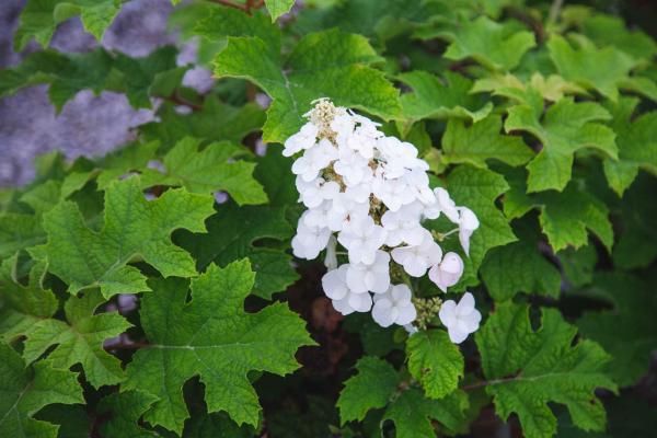 Oakleaf Hydrangea 'Pee Wee' 10 Gallon