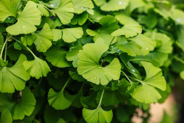 Ginkgo 'Mariken' 10 Gallon