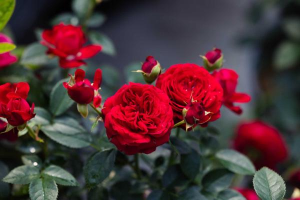 Floribunda Rose 'True Love' 2 Gallon