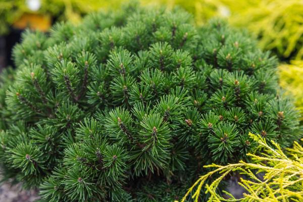 Mugo Pine 3 Gallon