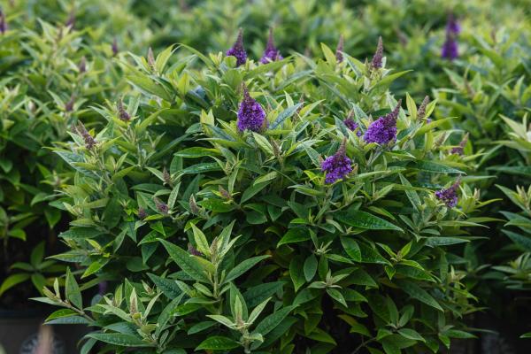 Butterfly Bush Dapper&reg; Lavender 3 Gallon