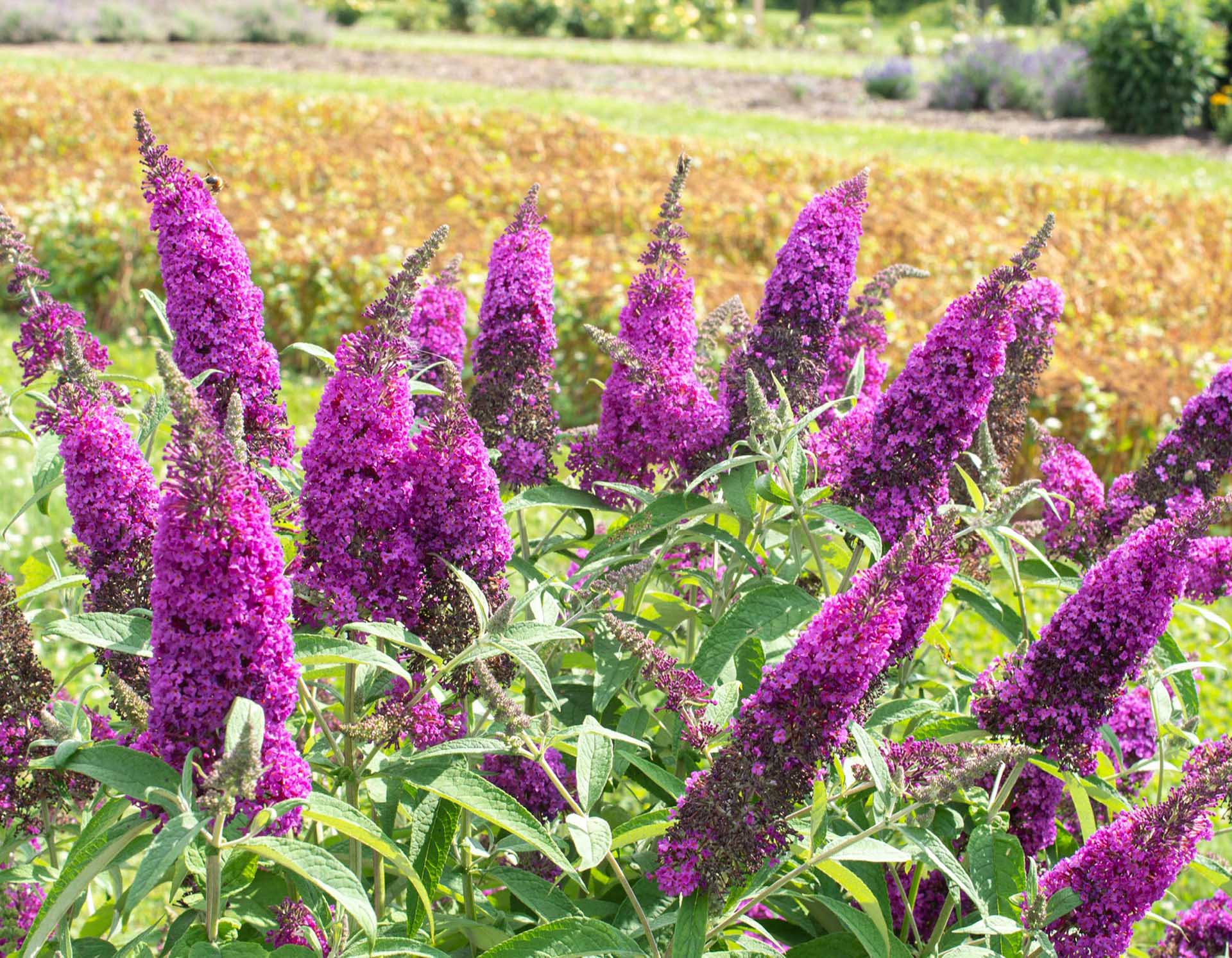 Butterfly Bush RoyalRazz&reg; 3 Gallon