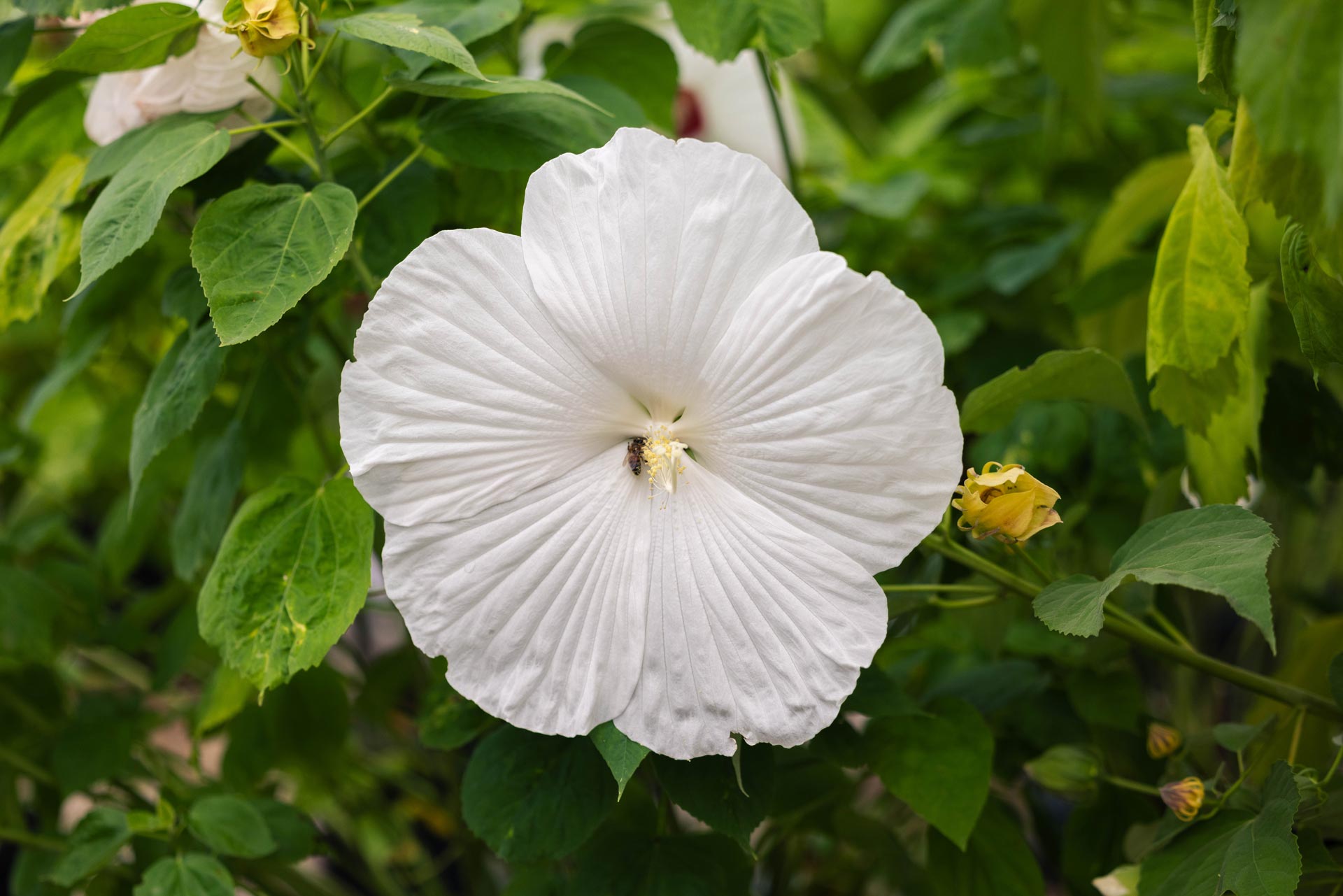 Hardy Hibiscus 'Blue River II' 3 Gallon