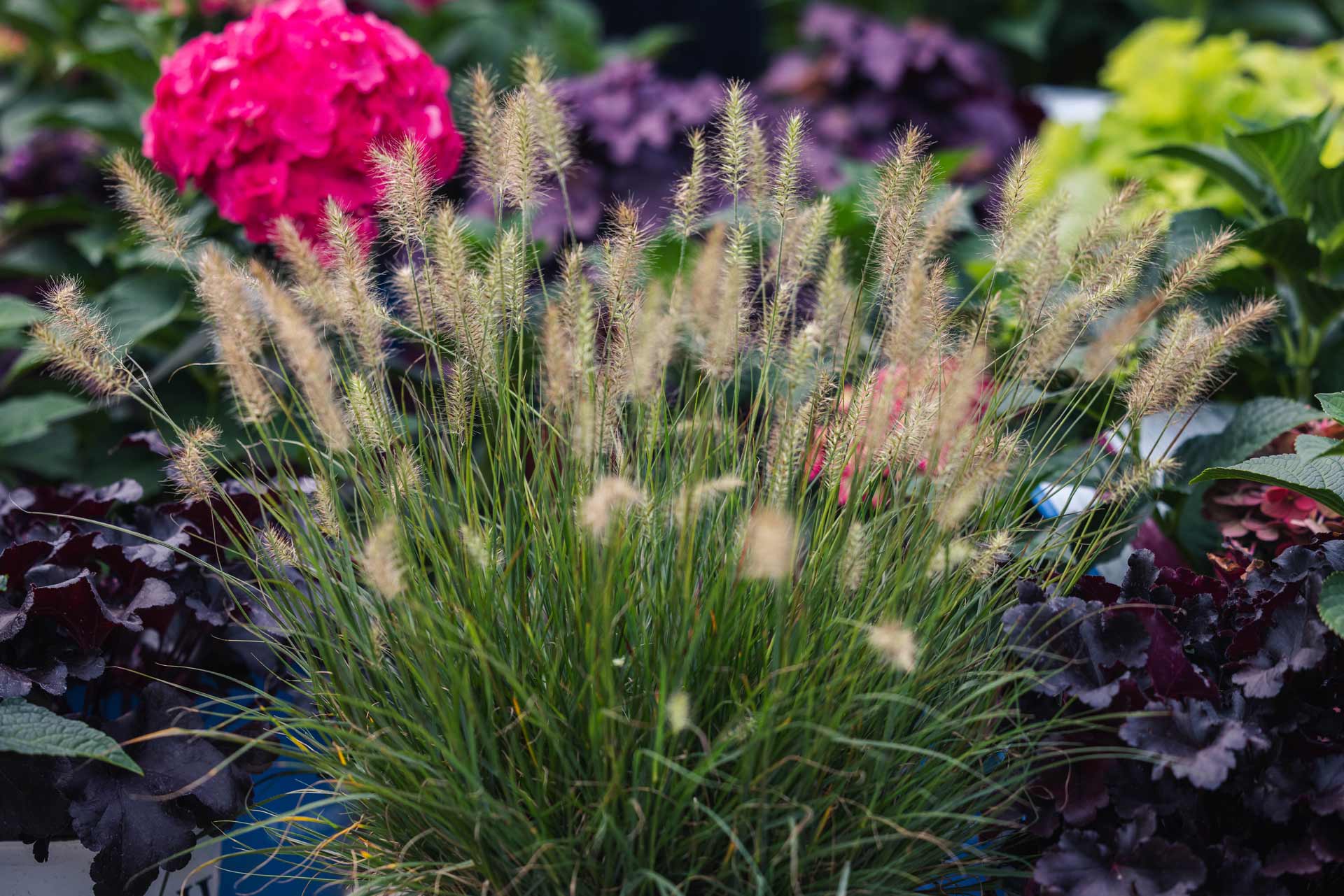 Grasses