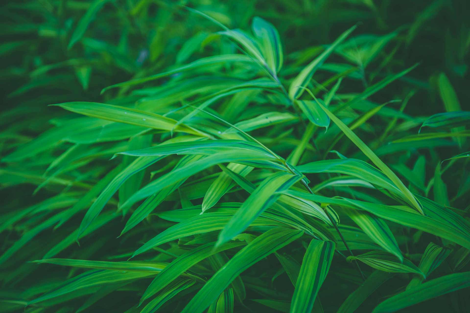 Bamboo
