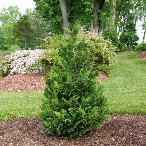 Sawara Cypress Cedar Rapids&reg; 3 Gallon