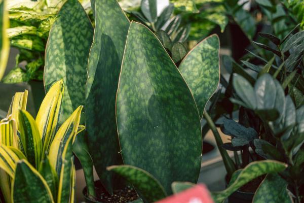 Snake Plant 'Whale Fin' 4 inch