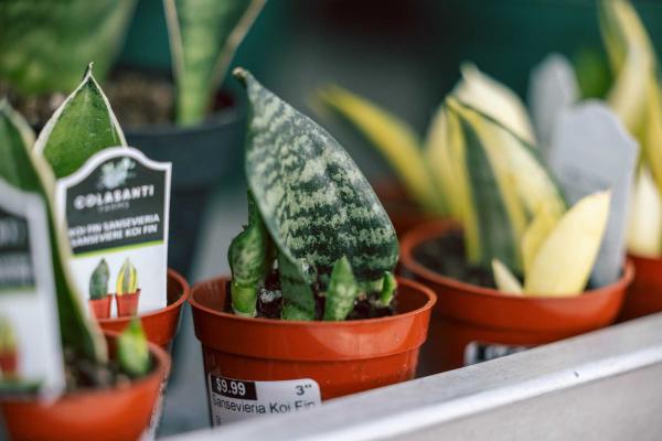 Snake Plant 'Koi Fin' 3 inch