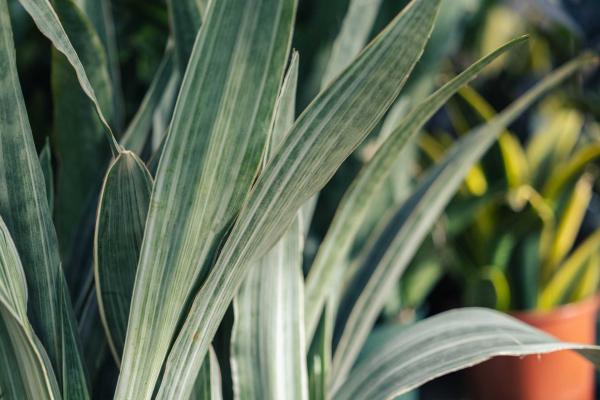 Snake Plant 'Sayuri' 10 inch