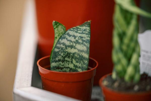 Snake Plant 'Koi Fin' 4 inch