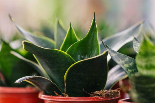 Snake Plant 'Star Power Emerald' 6 inch