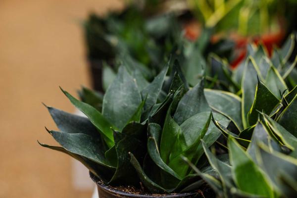 Snake Plant 'Star Power Jade' 6 inch