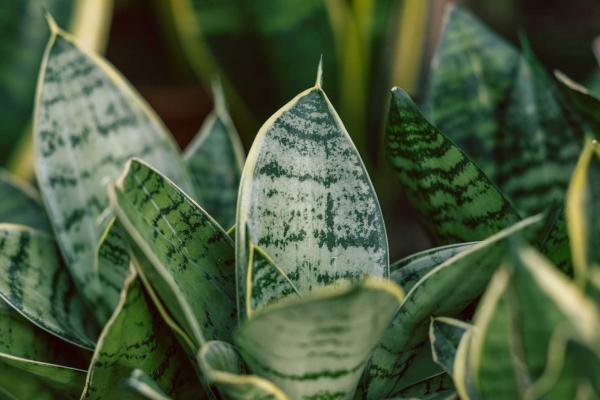 Snake Plant 'Star Power Silver' 6 inch