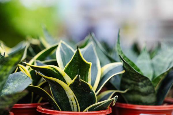 Snake Plant 'Star Power' 4 inch