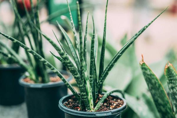 Snake Plant 'Fernwood Mikado' 3 inch