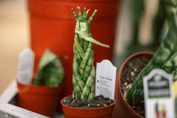 Braided Cylindrical Snake Plant 3 inch