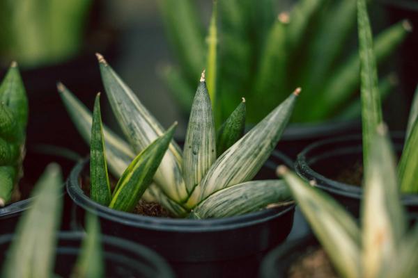 Snake Plant 'Boncel Variegated' 4 inch