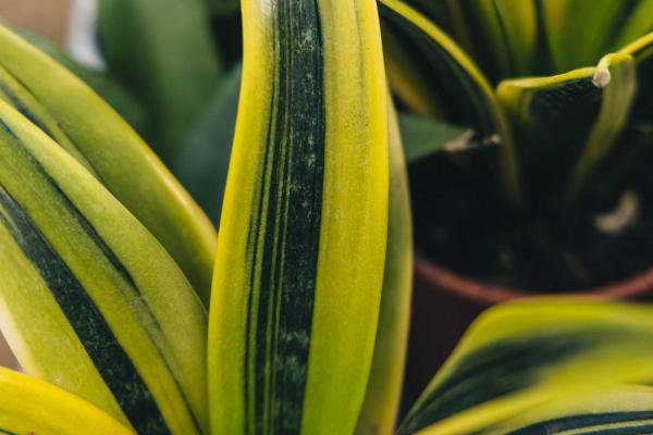 Snake Plant 'La Rubia' 6 inch