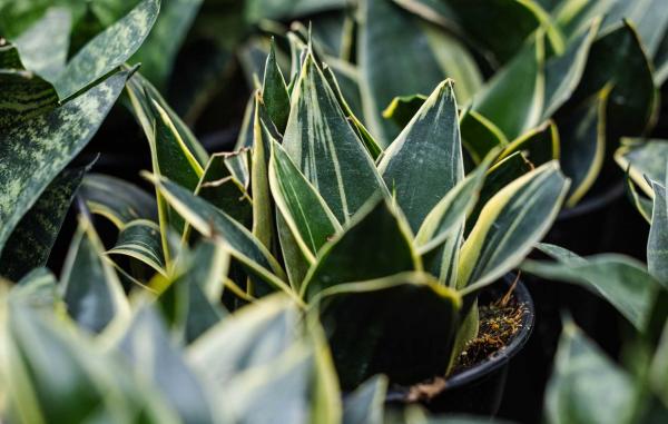 Snake Plant 'Star Power Glimmering' 6 inch