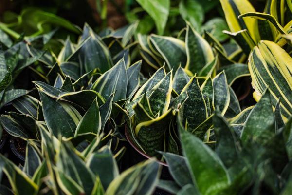 Snake Plant 'Star Power Ocean' 6 inch