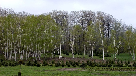 Paper Birch 'Select' 10 Gallon
