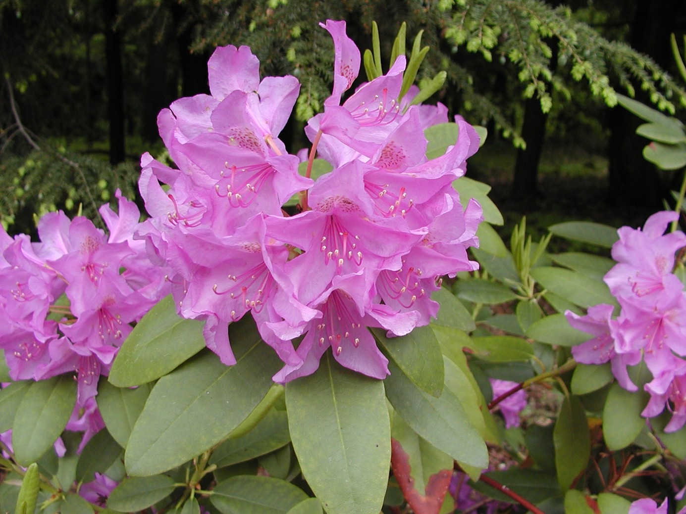 Catawba Rhododendron 'Boursault' 7 Gallon