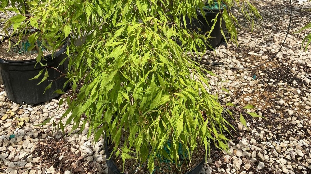 Ivy-Leaf Maple 'Golden Veil' 10 Gallon